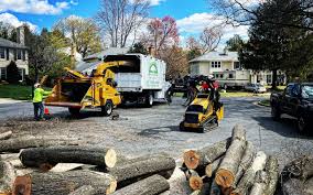 Best Tree Removal Services  in Lafayette, CA